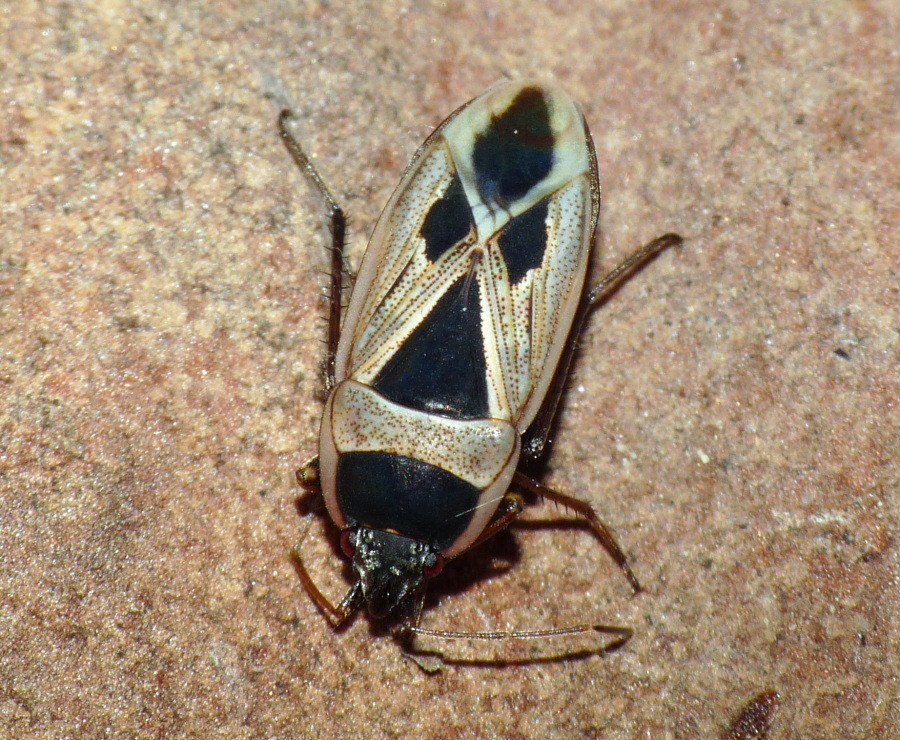 Lygaeidae: Xantochilus cfr. saturnius di Livorno